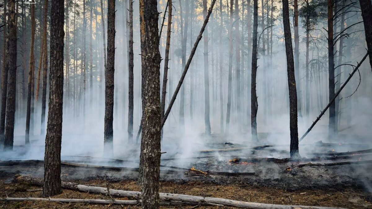 Рятувальники гасять масштабну пожежу лісу під Києвом
