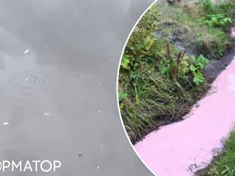 Масовий мор риби під Києвом: токсична вода з Академмістечка дійшла до Коцюбинського