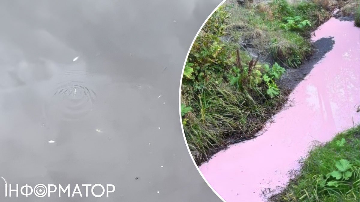 Масовий мор риби під Києвом: токсична вода з Академмістечка дійшла до Коцюбинського